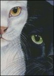 (image for) Side by Side Cats